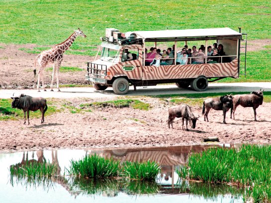 Dschungel-Safari Giraffen und Gnus