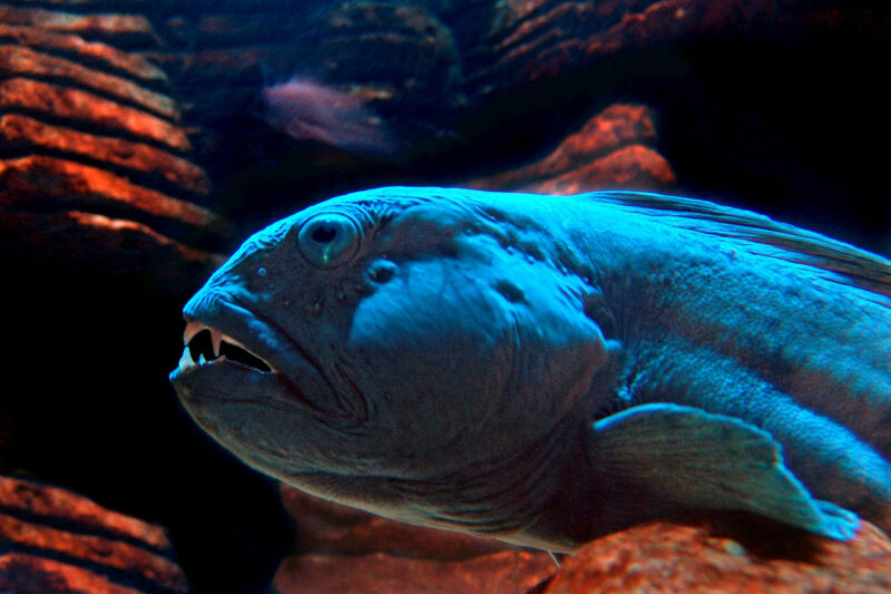 Seewolf im SEA LIFE Königswinter