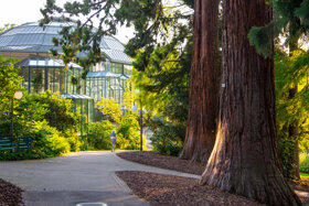 Mammutbäume Kurpark Badenweiler 2021 © Mathias Hollerbach (3)