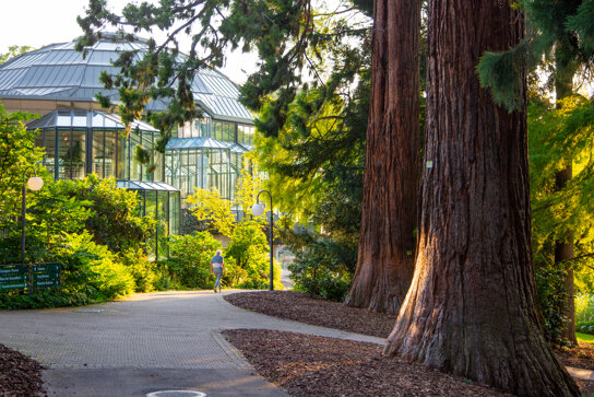 Mammutbäume Kurpark Badenweiler 2021 © Mathias Hollerbach (3)