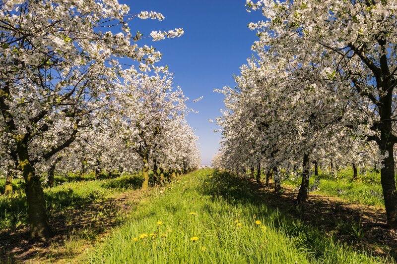 Apfelblüte