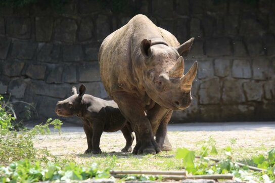 Rhinozerus mit Baby