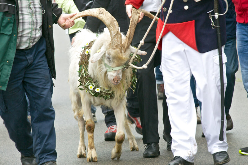 Geißbock-Versteigerung