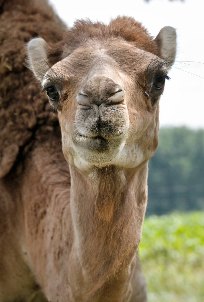 Kamel im Wildpark Schwarzach