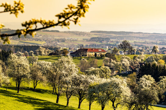 RH Birnbaumbluete Herbst© Niederösterreich Werbung Robert Herbst