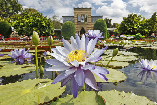 Wilhelma Seerosenteich 4 c Wilhelma Stuttgart