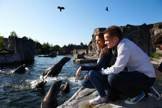 Alaska Seelöwen c Zoom Erlebniswelt