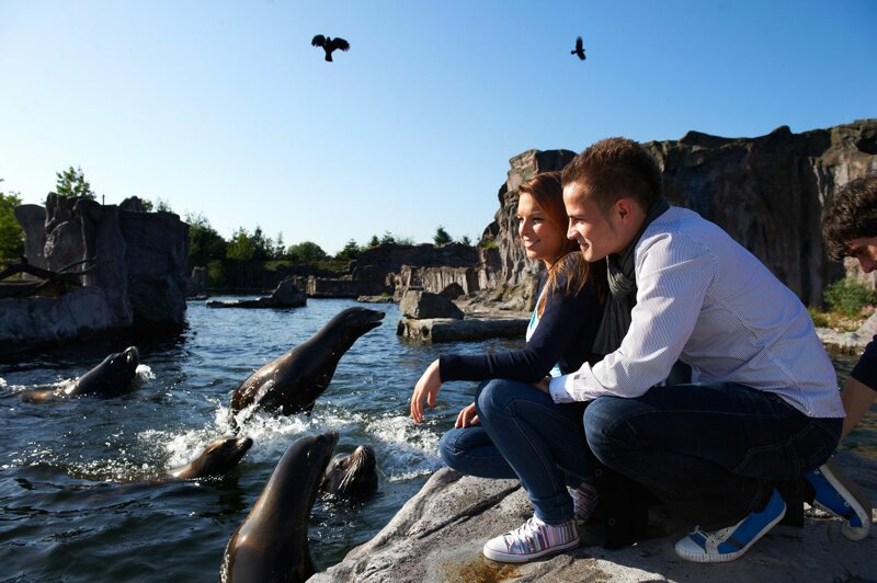 ZOOM Erlebniswelt Gelsenkirchen – Alaska-Seelöwen