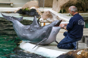 Delfin Ivo S.Gräfen