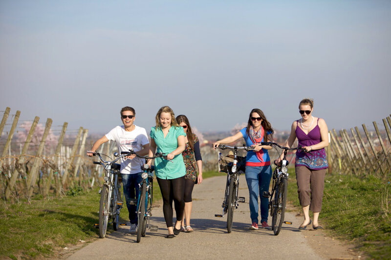 Radfahrer in den Weinbergen