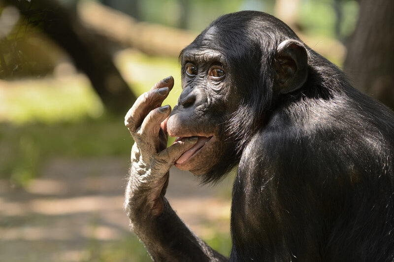 Bonobo-Schimpanse im Zoologischen Garten Berlin
