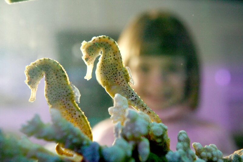 Mädchen und Seepferdchen