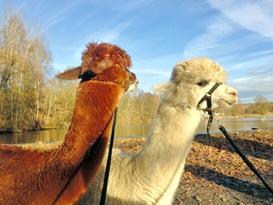Tierpark Alpaka-Tour