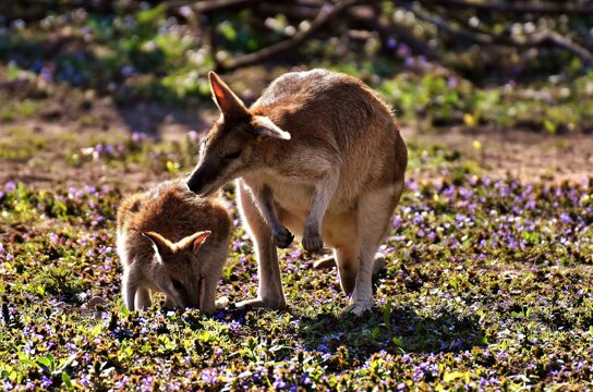 kangaroo c pixabay