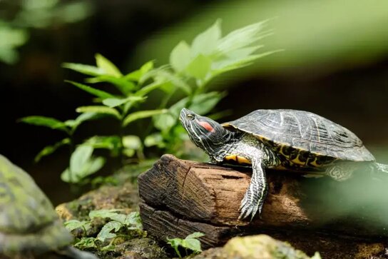 botanischer garten muenchen max winkler 49 birdpics 7