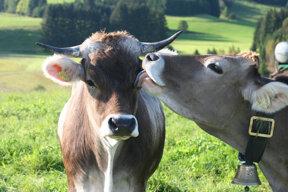 Allgäu