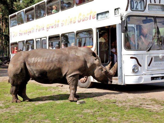 Ein Nashorn steht am Safari-Bus