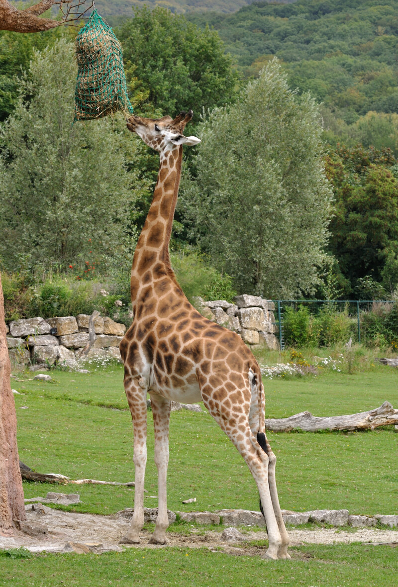 Giraffe im Zoo