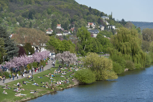 Neckarwiese Heidelberg: Grüne Oase am Neckarufer