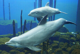 TGN BlauerSalon MOrgeldinger