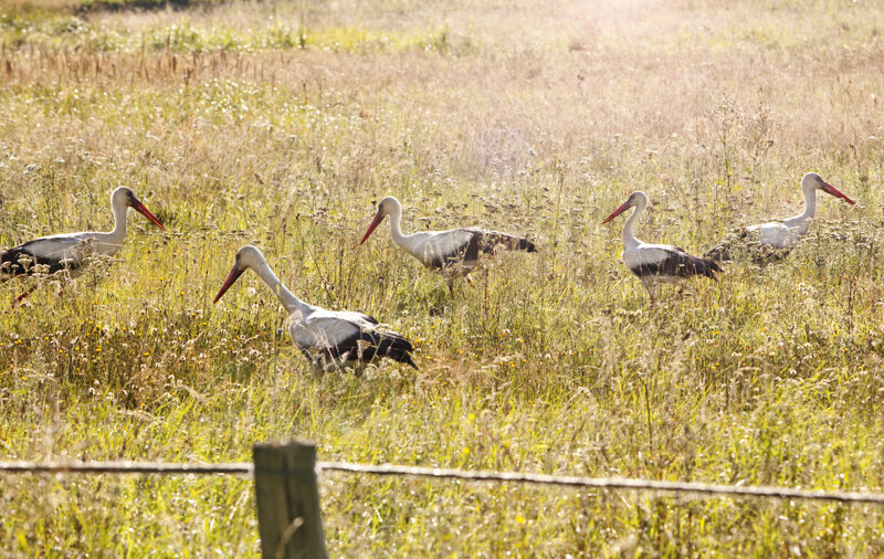 Störche auf einem Feld