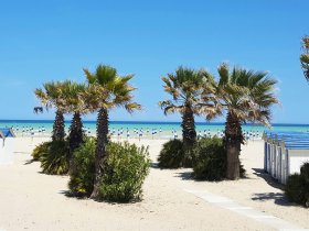 Strand mit Palmen