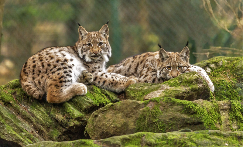 Wildtiere im Bayerwald-Tierpark Lohberg Luchs