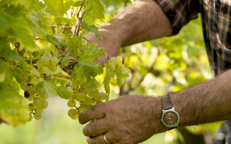 Weinlese im Markgräflerland