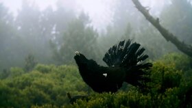 auerhahn