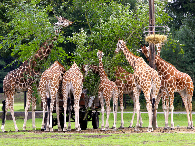 Was Kostet Der Eintritt Im Serengeti-park Hodenhagen www.spar-mit.com