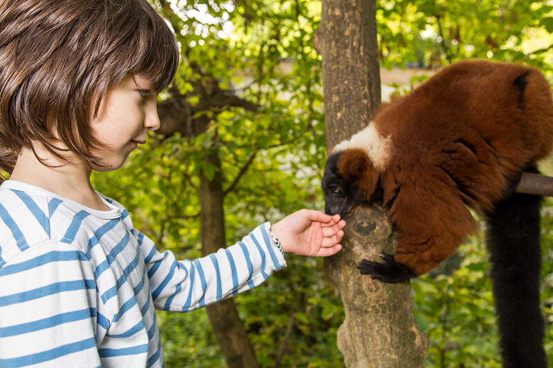 Junge im Tierpark Berlin beim Füttern von Lemuren