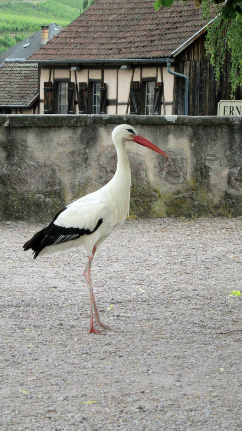 Gehört zum Elsass wie der Wein: der Storch