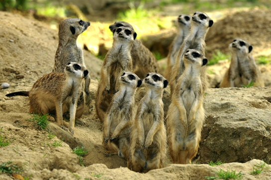 ErdmN╠ânnchen C Kölner Zoo