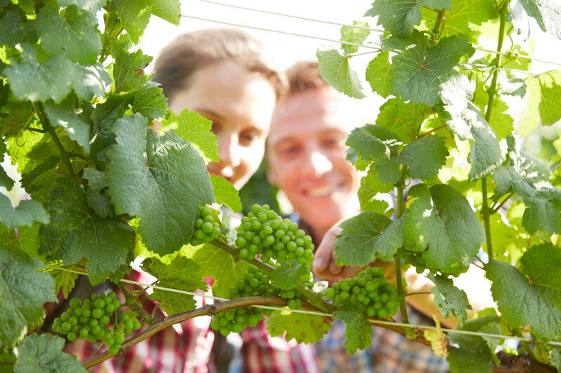 Weinverkostung in Meißen – Wein entdecken an der Elbe