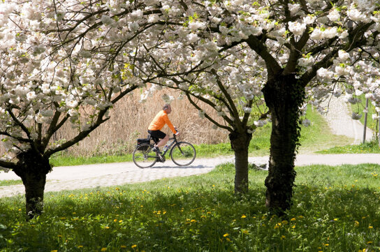 Radler C FWTM Schoenen