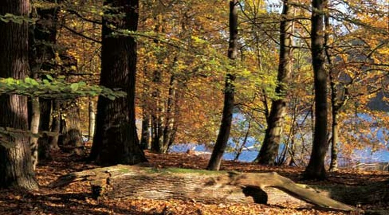 Herbstwald im Müritz-Nationalpark