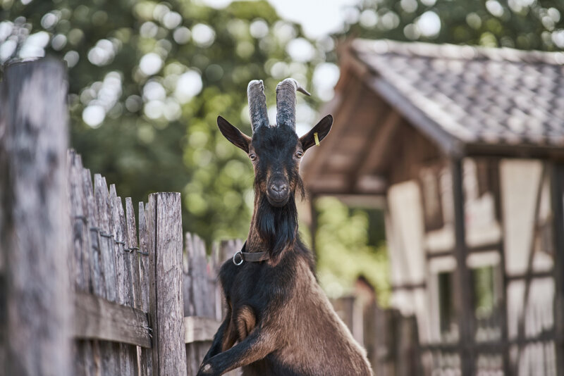 Hennes, das Maskottchen des Kölner zoos