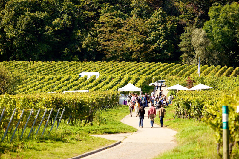 Weinwanderung durch die Weinberge