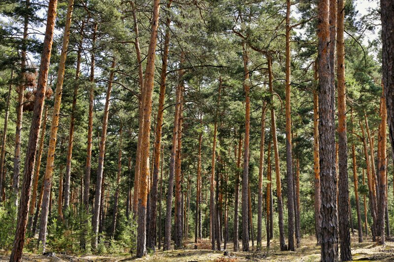 Sandsteinhöhlen Wald Blankenburg Harz