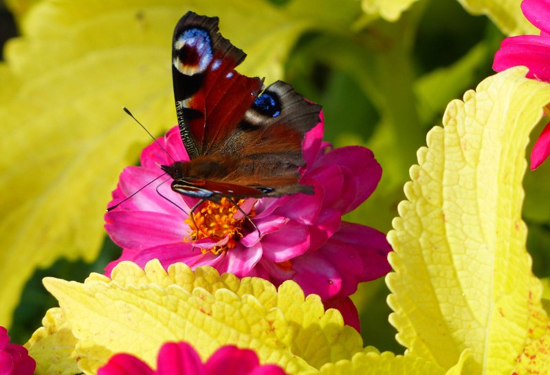 Schmetterling auf Blüte