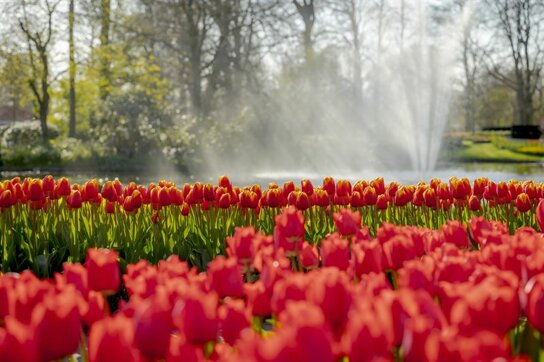 Keukenhof Park 6