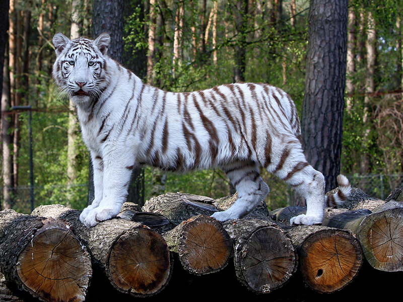 Weißer Tiger c Serengeti-Park Hodenhagen GmbH