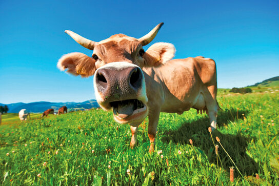 Kuh@Oberstaufen Tourismus