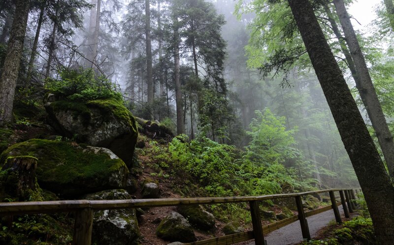 Nebelwald bei Triberg, Schwarzwald