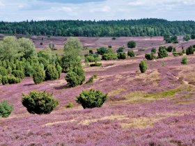 luneburg-heath ohne c pixabay