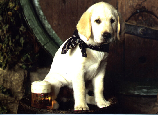 Hund