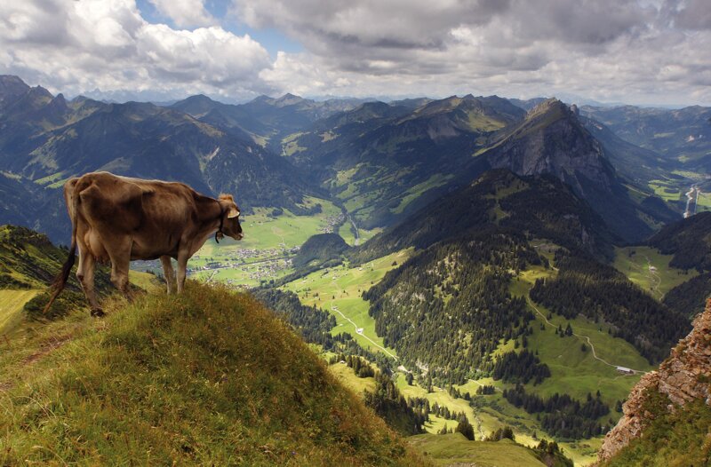 Kuh auf dem Diedamskopf, Blick auf Au und Kanisflu