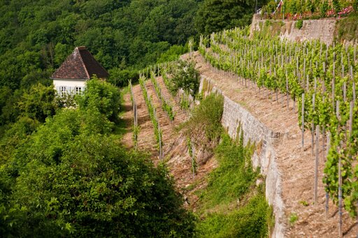 Weinbau in Bad Sulza