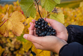 Curiocity by De Telmont-DSCF7132