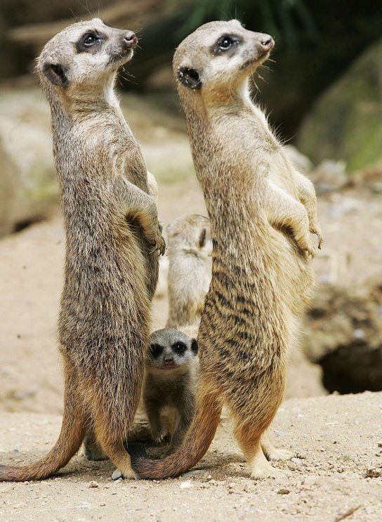 Erdmännchen mit Jungtier